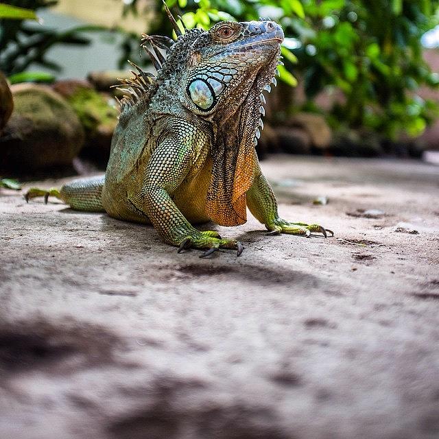 Nature Photograph - Iguana! by Aleck Cartwright
