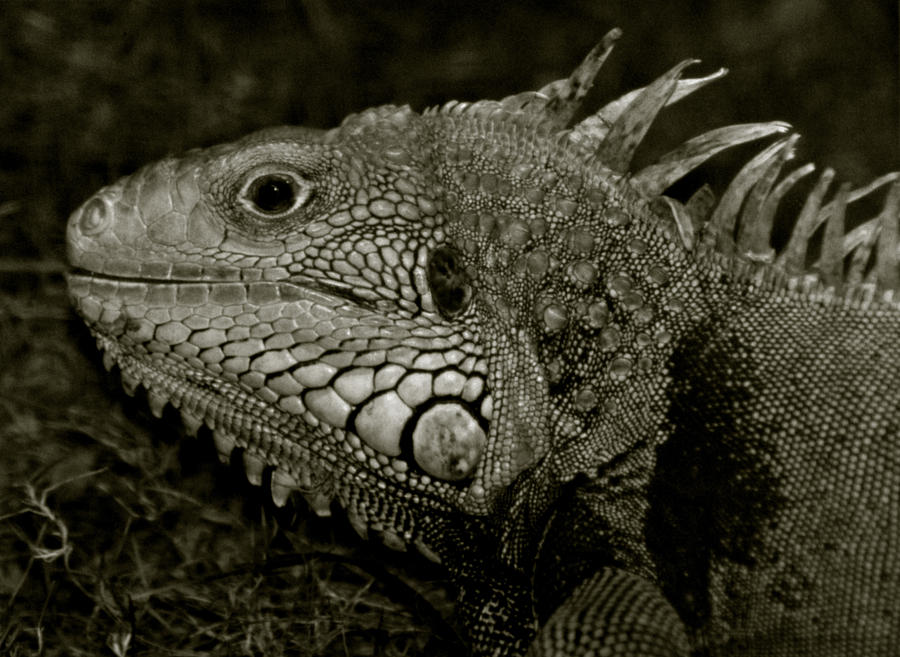 Iguana Photograph by Amarildo Correa