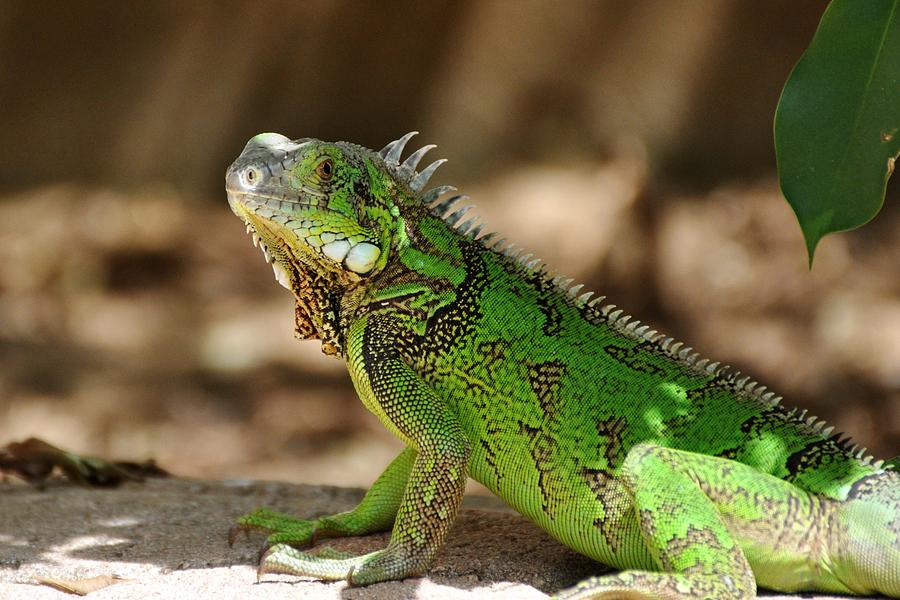 Iguana Photograph by Barbara Stellwagen - Fine Art America