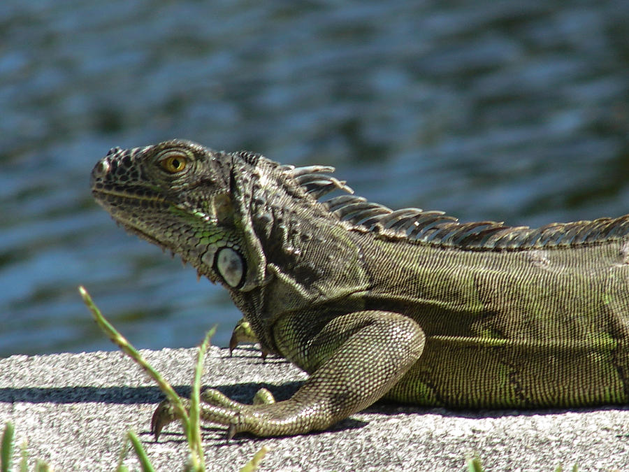 Nature Photograph - Iguana One by Carl Moore