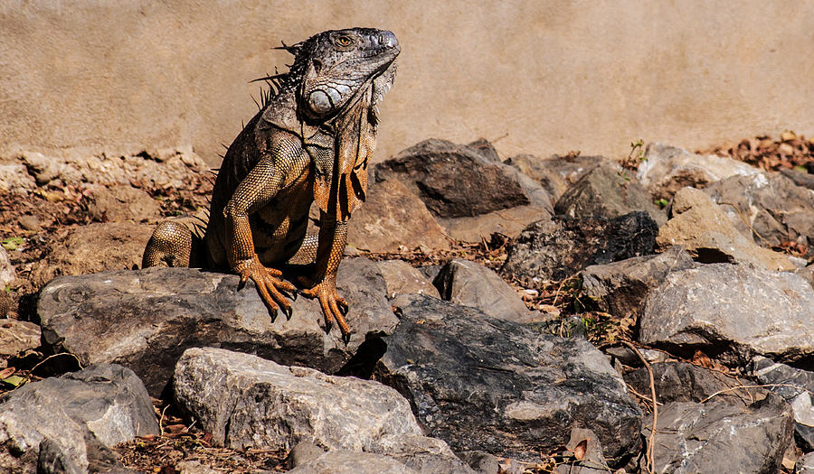 Iguana Photograph by Charlie Roman