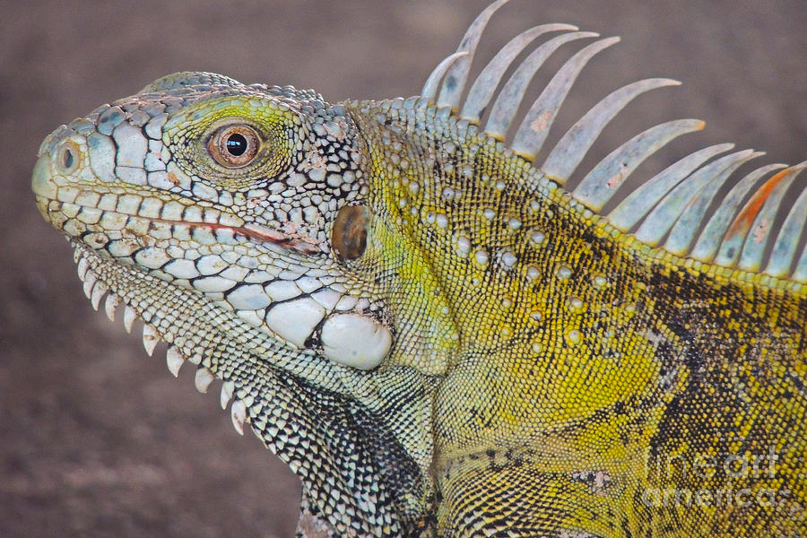 Iguana Close Up Photograph