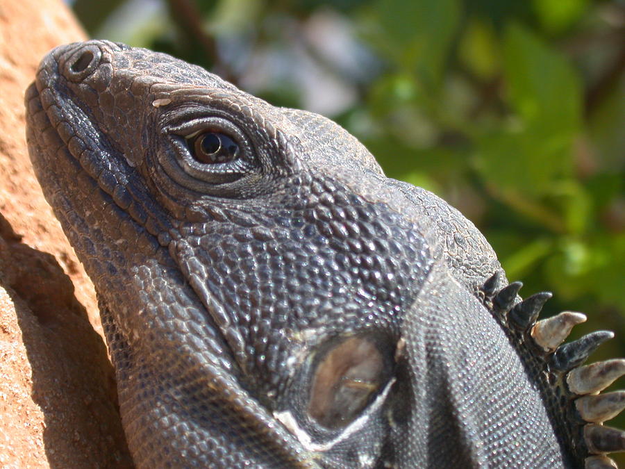 Iguana Closeup Photograph by Shane Bechler