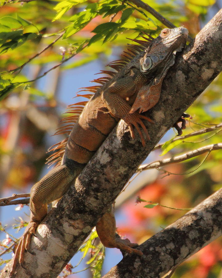 Iguana Photograph by Coby Cooper