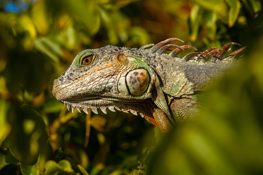 Iguana Colors Photograph by Ed Gleichman