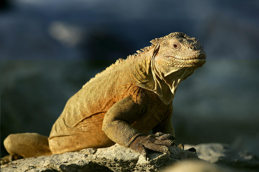 Iguana, Conolophus Pallidus, Santa Fe Photograph by David Santiago ...