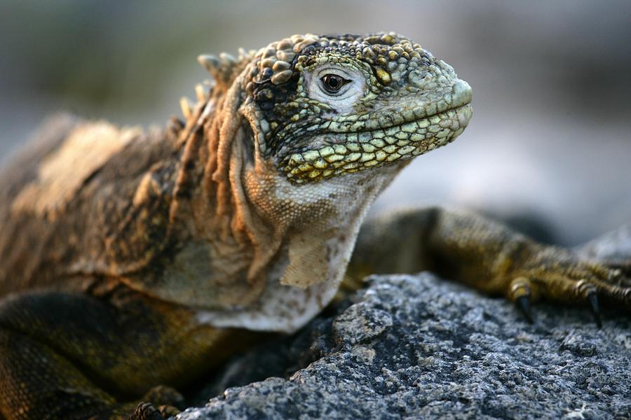 Iguana, Conolophus Subcristatus Photograph by David Santiago Garcia ...