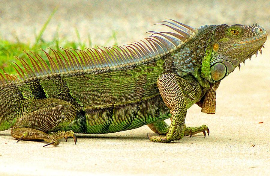 Iguana Photograph by David Call - Fine Art America