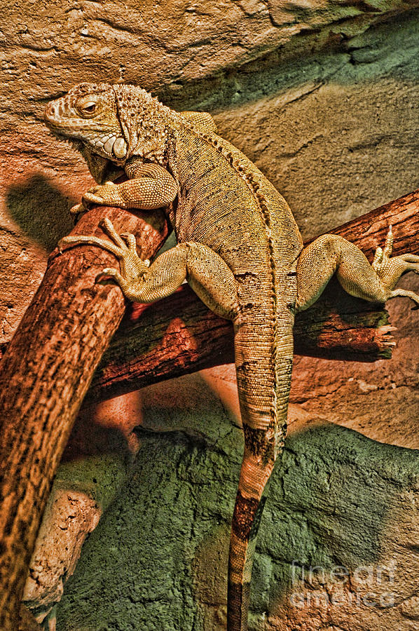 Iguana Photograph by Dawn Harris