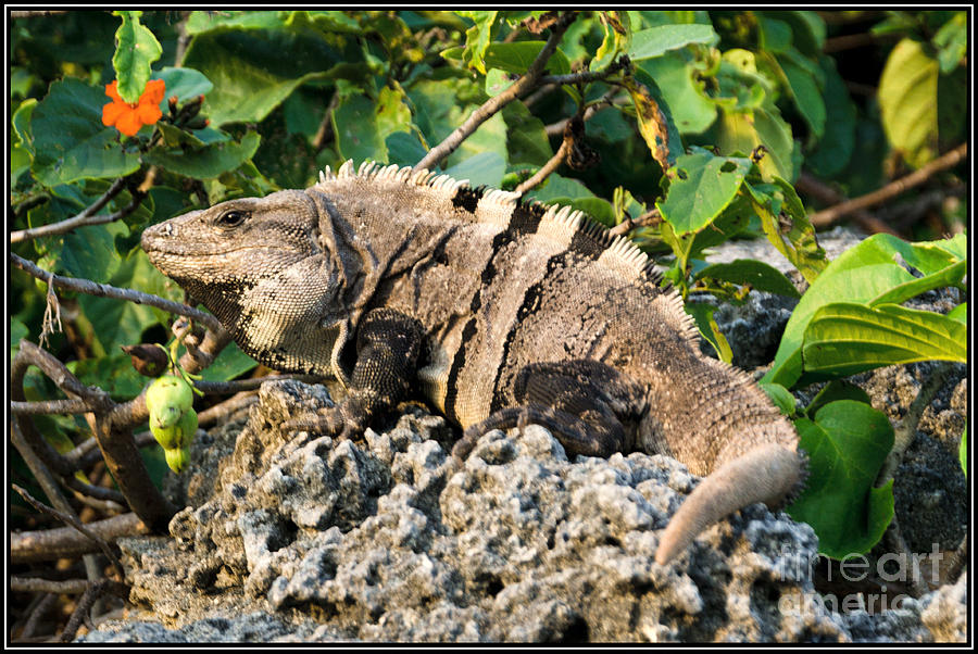 Iguana de la isla Photograph by Agus Aldalur | Fine Art America