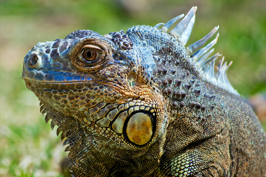 Iguana Delicatissima lizard Photograph by Berkehaus Photography | Fine ...