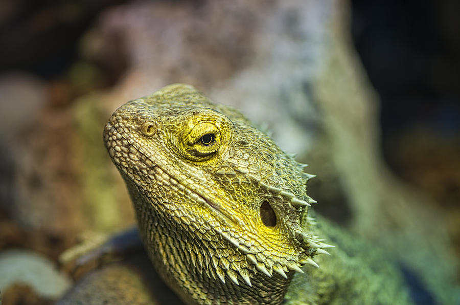 Iguana II Photograph by Paulo Goncalves
