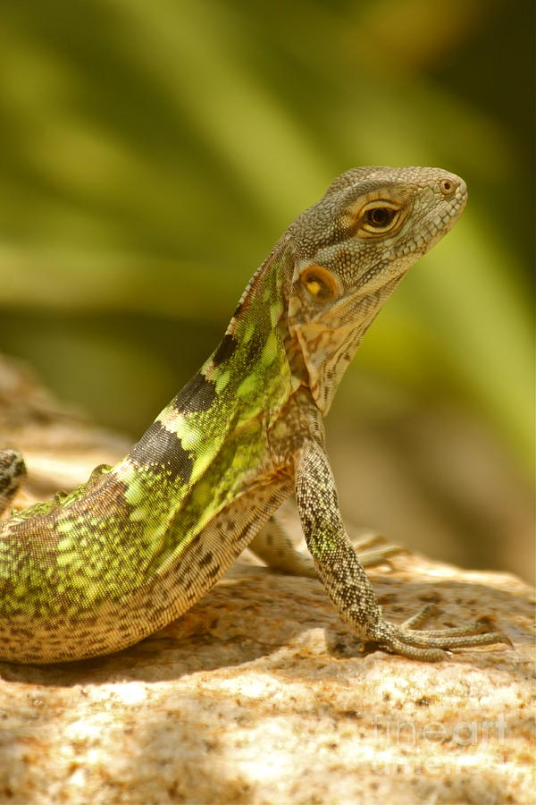 Iguana in the Shade Photograph by Michael Cinnamond