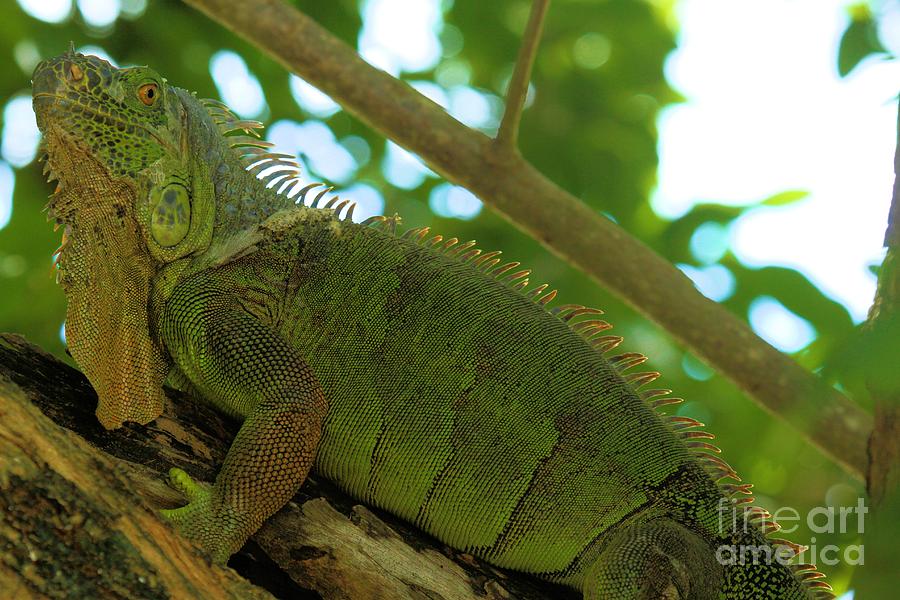 Iguana In The Trees Photograph by Adam Jewell