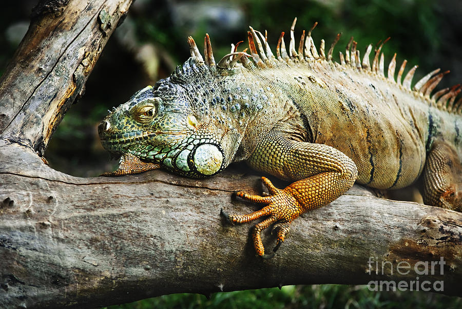 Wildlife Photograph - Iguana by Jelena Jovanovic
