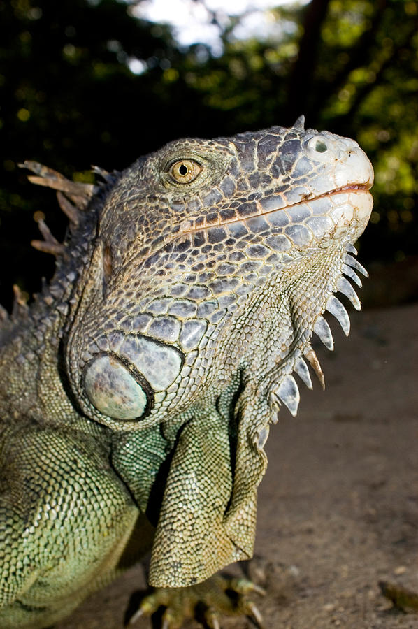 Iguana Photograph By Joe Belanger - Pixels