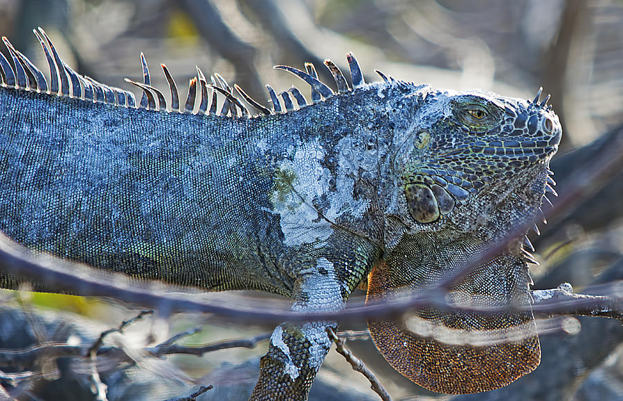 Iguana Photograph by Kenneth Albin