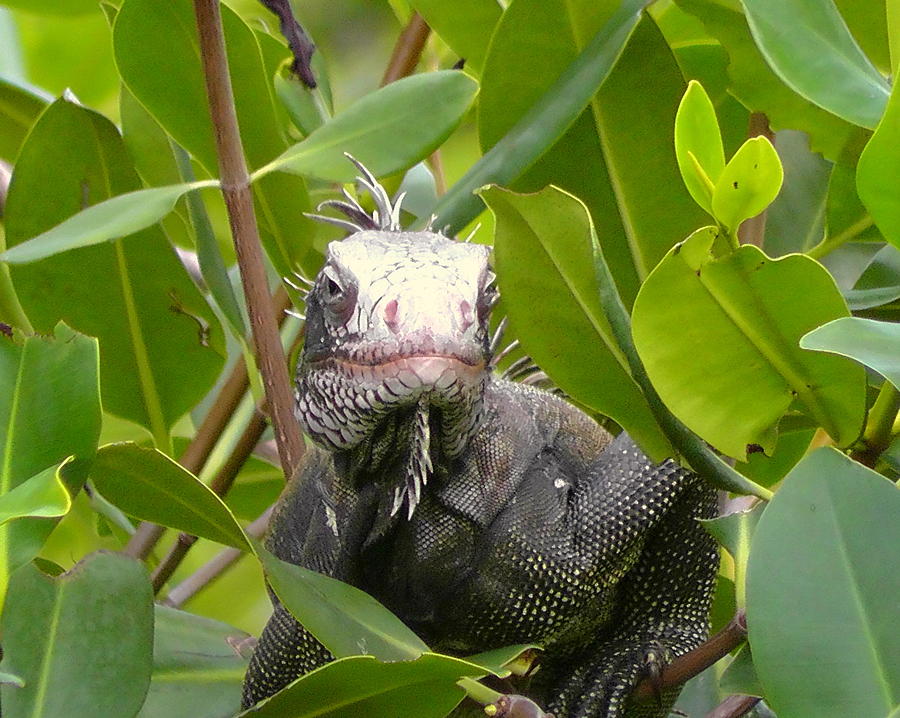 Iguana Looking Back Photograph by Larry Ward