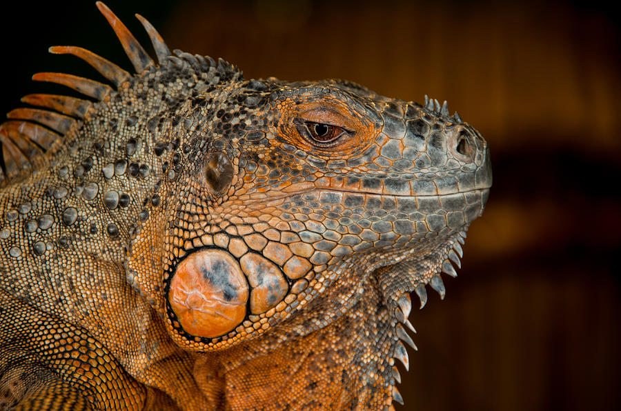 Iguana Photograph by Martina Fagan