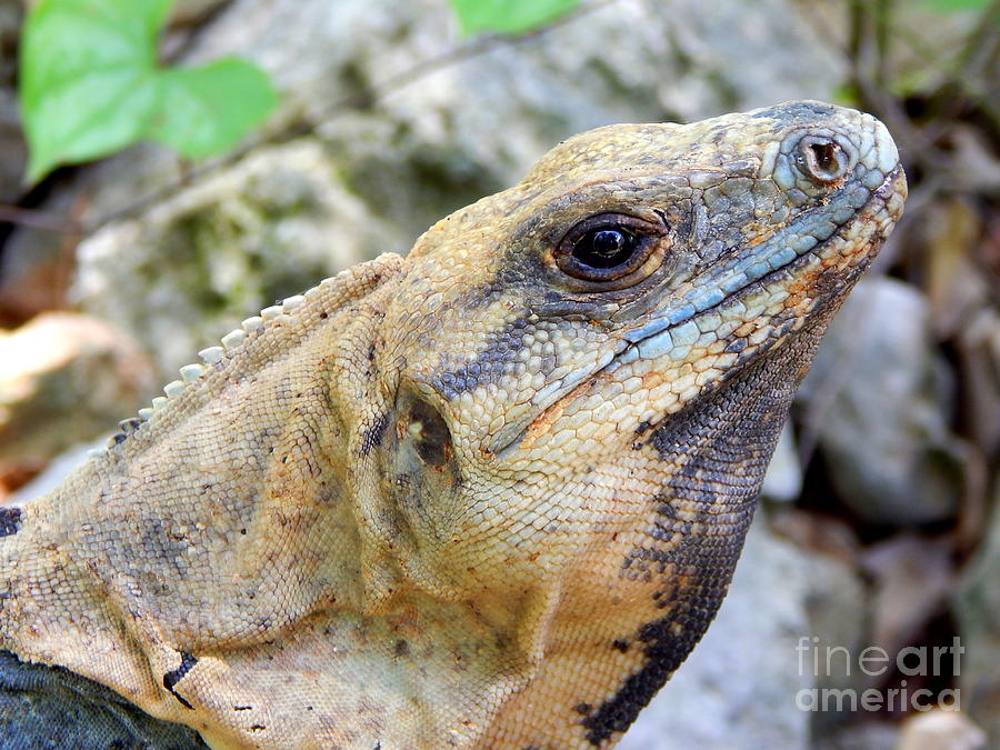 Iguana Of The Uxmal Pyramids In Yucatan Mexico Photograph by Michael Hoard