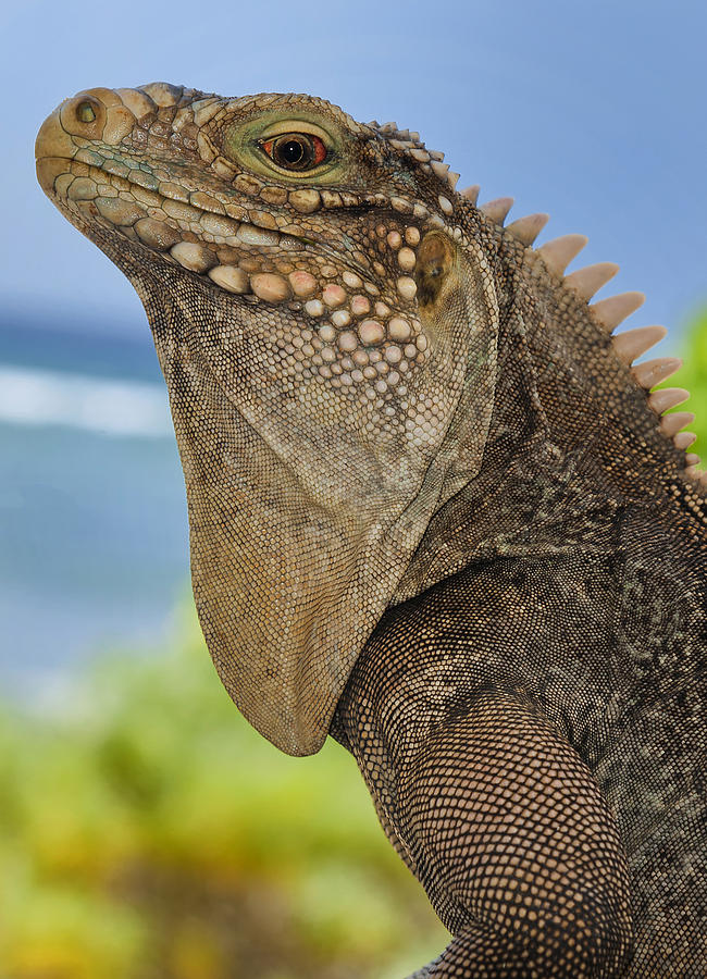 Iguana One Photograph by Stephen Anderson