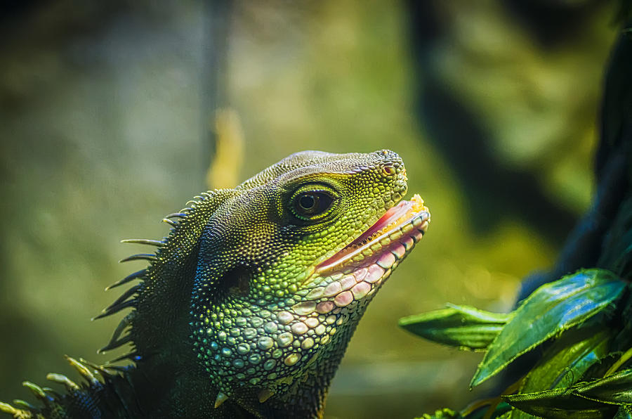 Iguana Photograph by Paulo Goncalves
