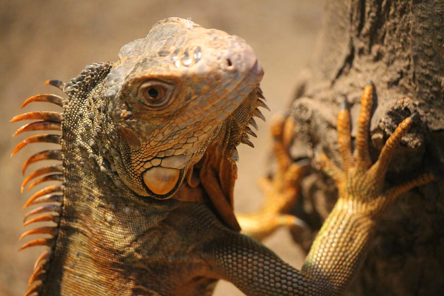 Iguana Photograph by Rebecca Davis - Fine Art America