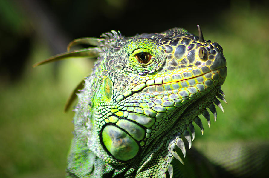 Iguana Smile Photograph by Camilla Fuchs - Pixels