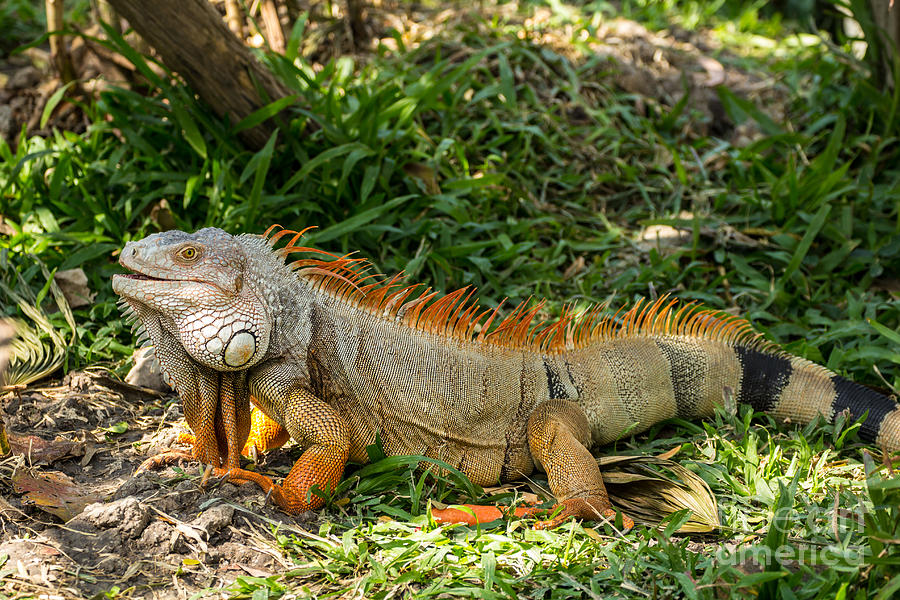Iguana Photograph by Tosporn Preede