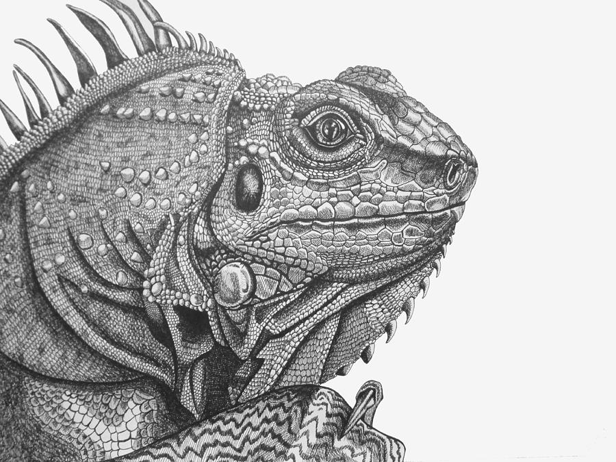 Iguana Drawing by Tracey Gurr BA Hons Fine Art America