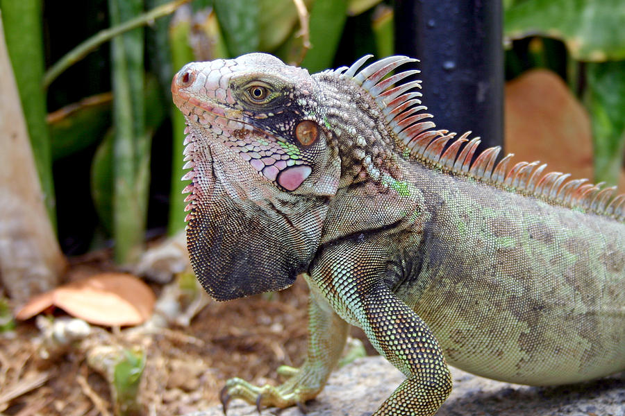 Iguana Photograph by Wendy Raatz Photography - Fine Art America