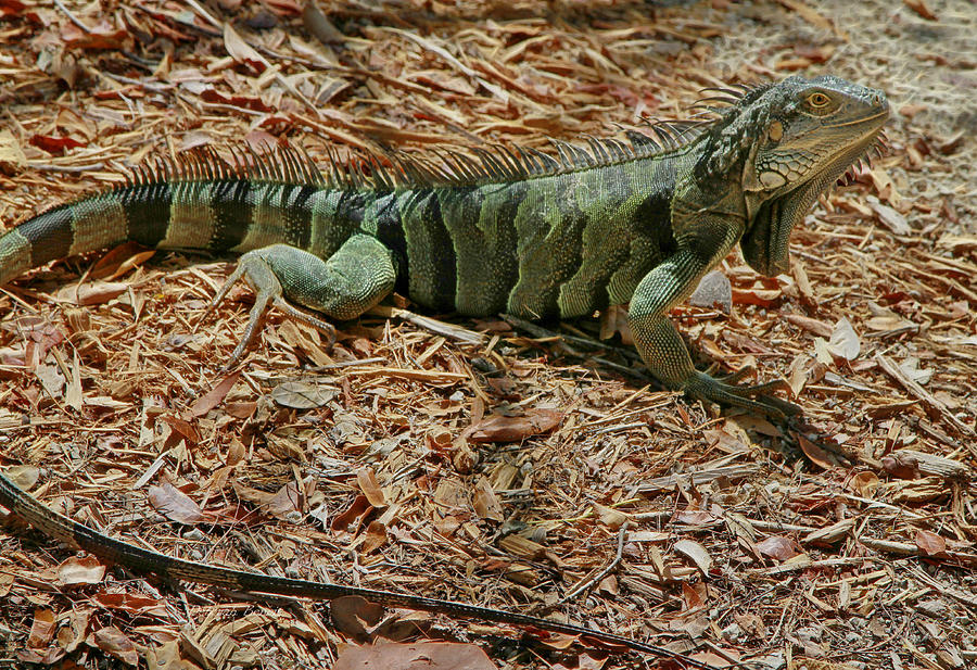 Iguana With A Smile Photograph by Deborah Benoit
