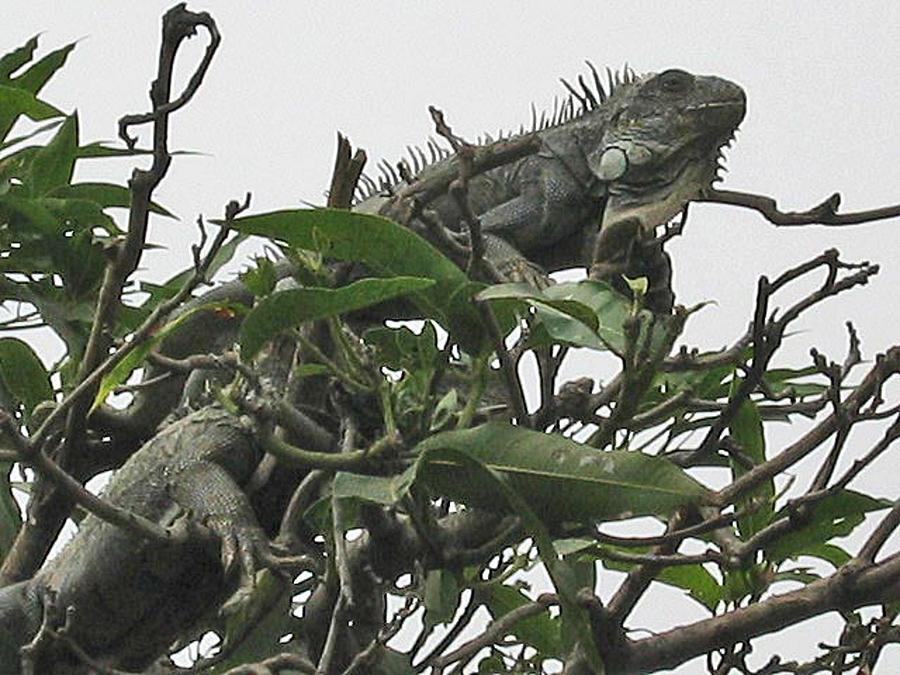 Iguanas In The Tree Photograph by Jay Milo
