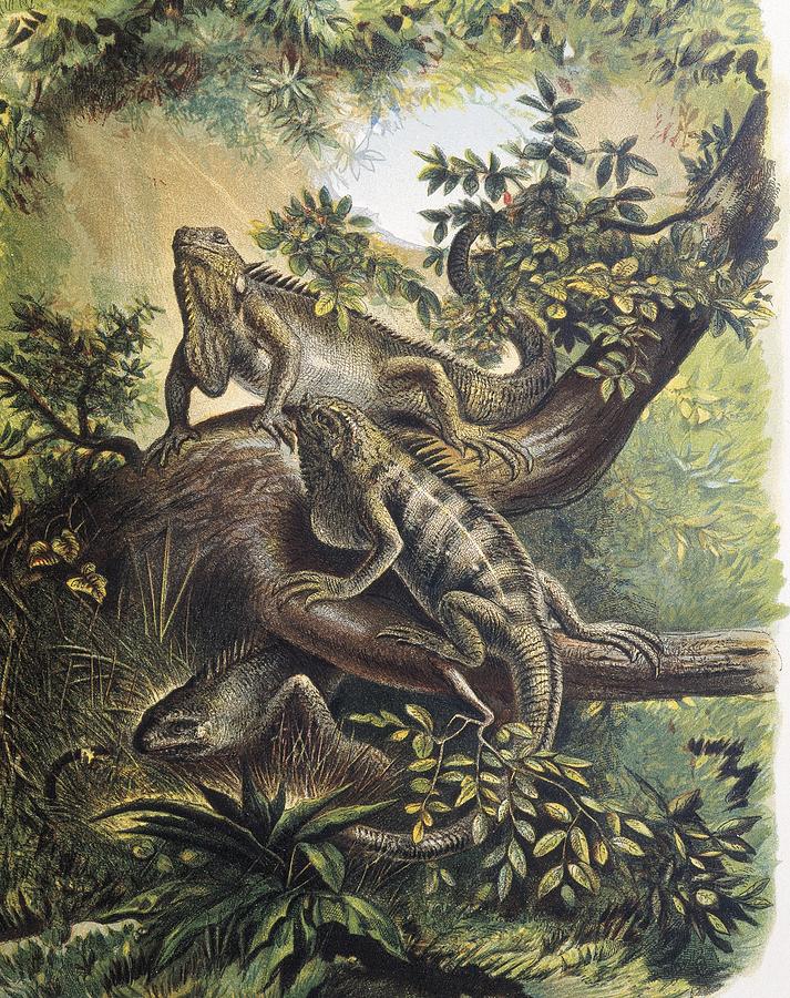 Iguanas. Specie Of Lizard. Engraving Photograph by Everett