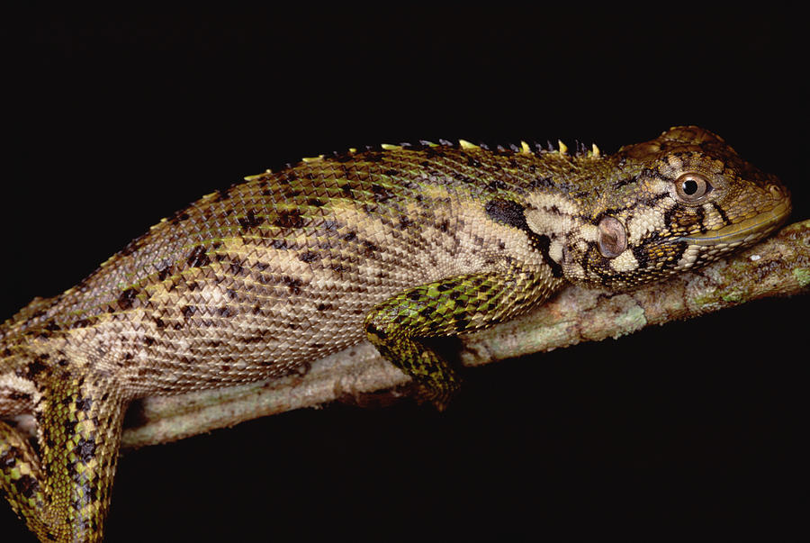 Iguanid Lizard Portrait Amazonian Peru Photograph by Mark Moffett