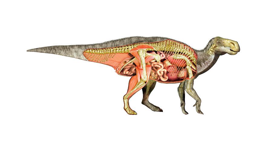 Iguanodon Anatomy, Artwork Digital Art by Leonello Calvetti