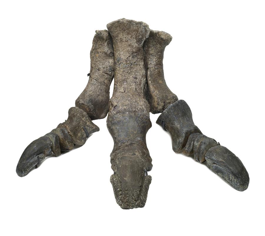 foot of dinosaur