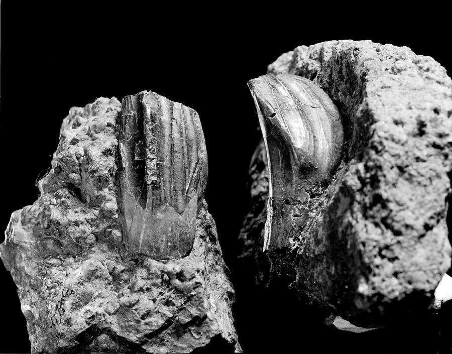 Iguanodon Dinosaur Teeth Photograph by Natural History Museum, London/science Photo Library