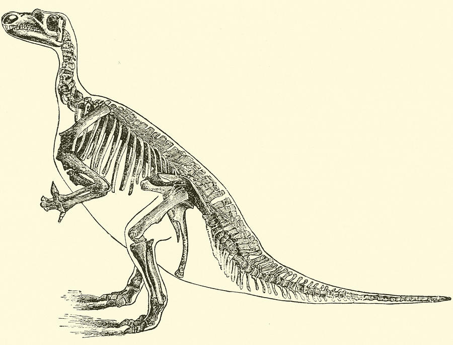 Prehistoric Drawing - Iguanodon by English School