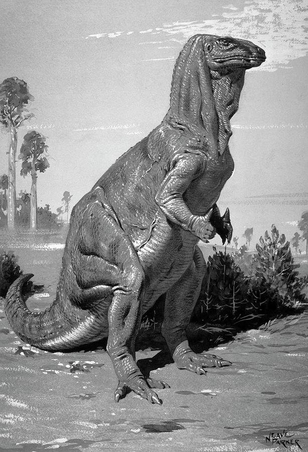 Iguanodon Photograph by Natural History Museum, London/science Photo ...