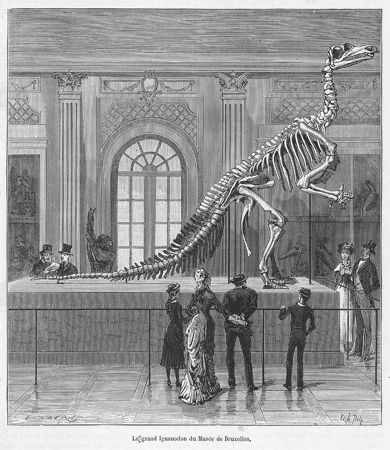 Dinosaur Drawing - Iguanodon Skeleton From  Benissart by Mary Evans Picture Library
