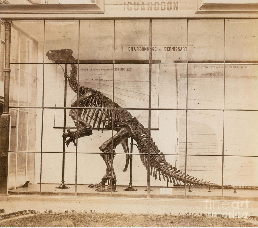 Iguanodon Skeleton Mesozoic Dinosaur Photograph by Science Source