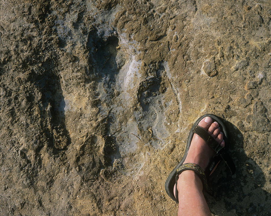 iguanodon footprint