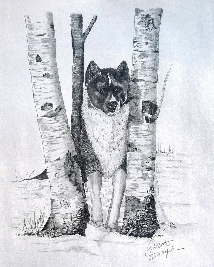 Ihasa in the Woods Drawing by Joette Snyder
