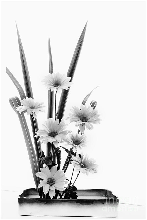Flower Photograph - Ikebana Daisies by Nikolyn McDonald
