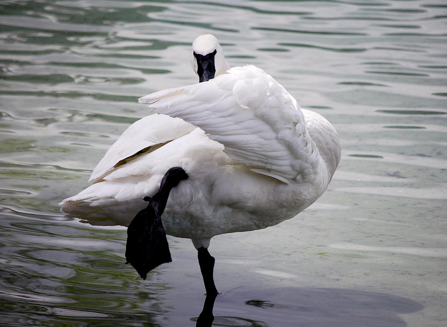 Swan Photograph - #iknowkungfu by Becky Furgason