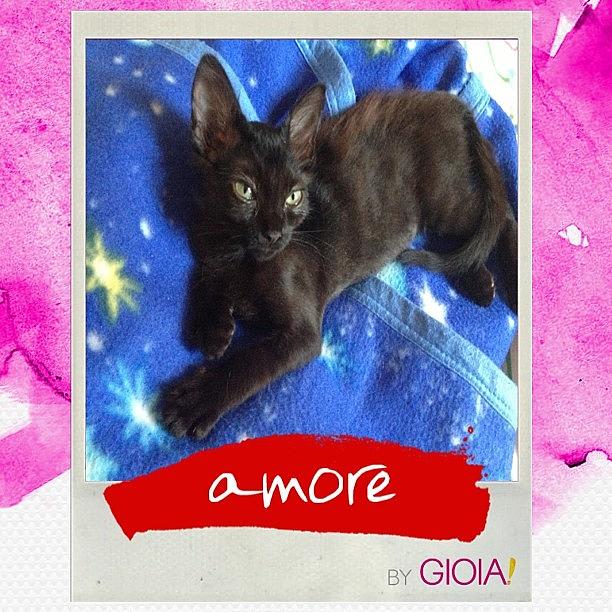 Cat Photograph - Il Mio Mood è #amore #instamood 
è by Gloria Ghi