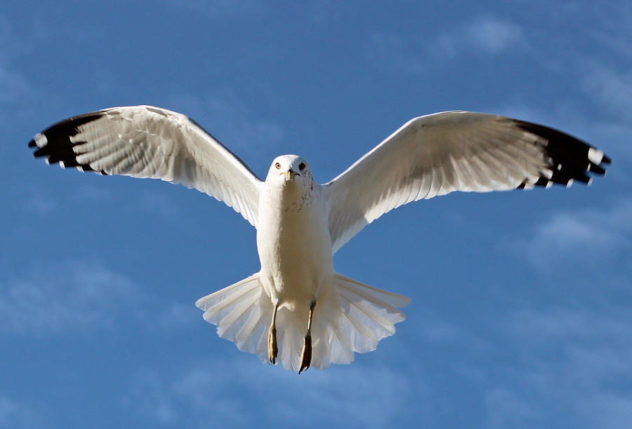 I'll Fly Away Photograph by Daniela Krammer-Overman - Fine Art America