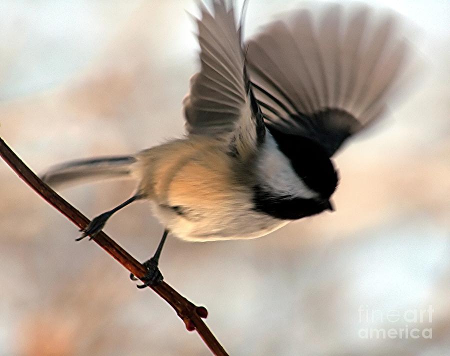 Chickadee Photograph - Ill Fly Away by Stephen Thomas