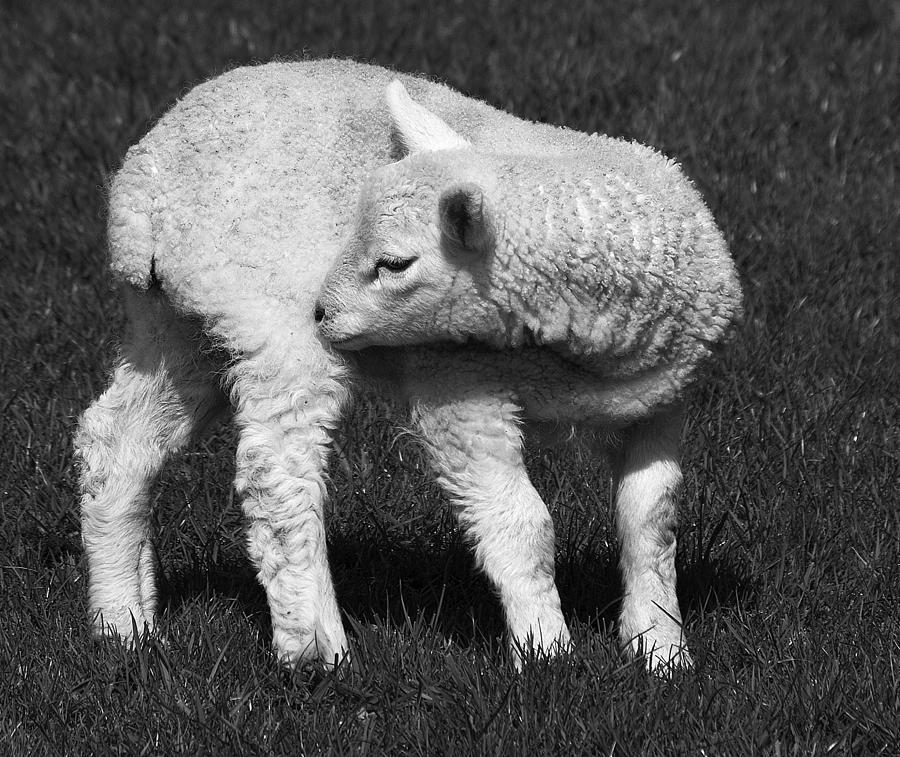 Black And White Photograph - Ill get that itch by Meirion Matthias